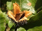 Közönséges bükk termése (Fagus sylvatica) | Wild edibles, Backyard ...
