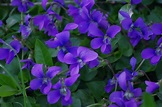 I ♥ wild violets. | Wild violets, Violet flower, Beautiful flowers