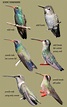 Hummingbirds – Sheri L. Williamson