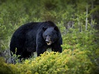 Newfoundland black bear | Domain Of The Bears