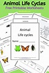 Life Cycle Worksheets For 2nd