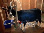 How to Milk Goats - Packgoats.com Introduction to Milking Goats