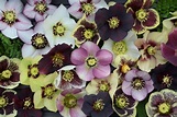 Helleborus - Lenton Rose - Powerful Perennials