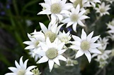 Flannel Flower | Actinotus helianthi - Native Plant Project