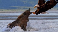 Fіeгсe Mother Bear's Brave Dash to Protect Her Baby from Mountain Eagle ...