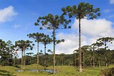 Pinheiro-do-Paraná: Saiba Tudo sobre a Madeira Pinho - Madeireira Cedro