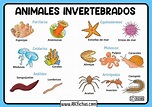 Los Animales Invertebrados | Clasificación y Tipos de Invertebrados