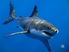 Objetivo Guadalupe: Tiburón Blanco - Juan José Sáez - Fotógrafo submarino