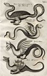Ulisse Aldrovandi: Monstrorum historia (1642) | Arte de dragão, Dragon ...