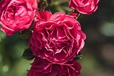 14 Lush English Roses for Your Garden