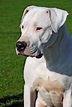 Dogo Argentino Dog Breed Information & Characteristics | Daily Paws