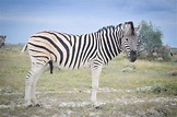 Zebras, Etosha NP – Mountain Zebra National Park
