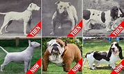 Pictures that show how 100 years of breeding has changed dog breeds ...