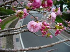 五所桜(ゴショザクラ) : 桜見物