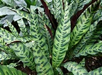 8 plantas con hojas de colores | Jardineria On