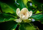 Magnolia | Description, Flower, Tree, & Facts | Britannica