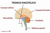 TRONCO ENCEFÁLICO - Qué es, funciones y partes
