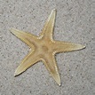 Sand star (Astropecten irregularis)
