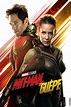 Marvel Studios' Ant-Man et La Guêpe - Disney+, DVD, Blu-Ray & achat ...