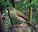 Bowerbird - Canberra Birds