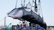 Japón desafía al mundo y retomará la caza de ballenas, prohibida desde 1986