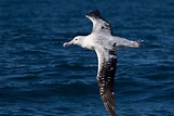 Albatrosses: Facts about the biggest flying birds - FactsandHistory