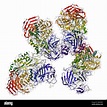 La estructura de la enzima sacarasa-isomaltase Fotografía de stock - Alamy