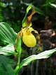 Cypripedium - Hybride 喜普鞋蘭的園藝雜交種＠巫 魚 誌 -- 德國、台灣及其他國家的自然、旅遊分享｜PChome ...