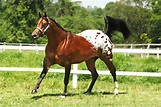 Cavalo Appaloosa | Appaloosa, Appaloosa horses, Beautiful horses