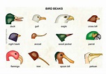 Bird Beaks Investigate How Different Types Of Beaks Are | Lesson Plans ...