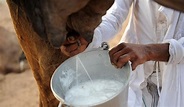 Camel Milk – Kenya Camel Association