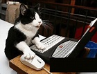 Gifs animados gatos jugando con un PC - Blog de imágenes