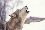 9: Crying Wolf - Crying Wolf | HowStuffWorks