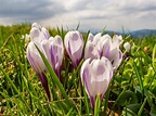 Endlich Frühling – unsere schönsten Frühlingsfotos - als nuff! Der ...