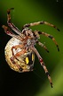 Spider - Wikipedia