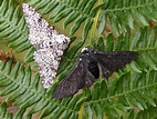 Peppered Moth and natural selection | Butterfly Conservation