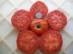 Heirloom Tomato BONNIE BEST Aka John Baer 85 Day RED Indeterminate 25 ...
