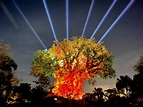 PHOTOS, VIDEO: Tree of Life Awakenings Projection Show Performing on ...