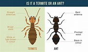 Exploring The Diversity Of Termites: Discovering The Many Breeds Of ...