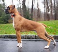 The Boxer: Your Ultimate Guide to this High-Spirited Canine - K9 Web
