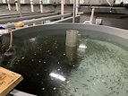 State’s fish hatcheries are about to get a boost; some environmentalists say that’s a problem ...