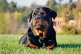 Rottweiler Breed Information & Characteristics | Daily Paws