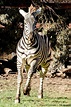 Two zebras from Safari West make debut at the Oakland Zoo, now part of herd