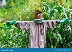 Cute Scarecrow in Cornfield Stock Image - Image of country, face: 125838651