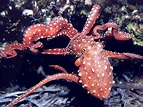Giant Red Octopus Wallpaper - WallpapersXplore | Free HD Desktop Wallpapers