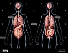 Frau Anatomie der inneren Organe, hinten und vorne. Auf schwarzem ...