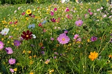 Free photo: Wild Flower Field - Blooming, Field, Flower - Free Download ...