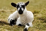 Lamb Free Stock Photo - Public Domain Pictures