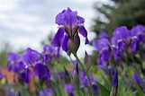 Die Samen der Iris - Damit können Sie die Pflanze vermehren
