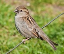 File:House Sparrow, England - May 09.jpg - Wikipedia